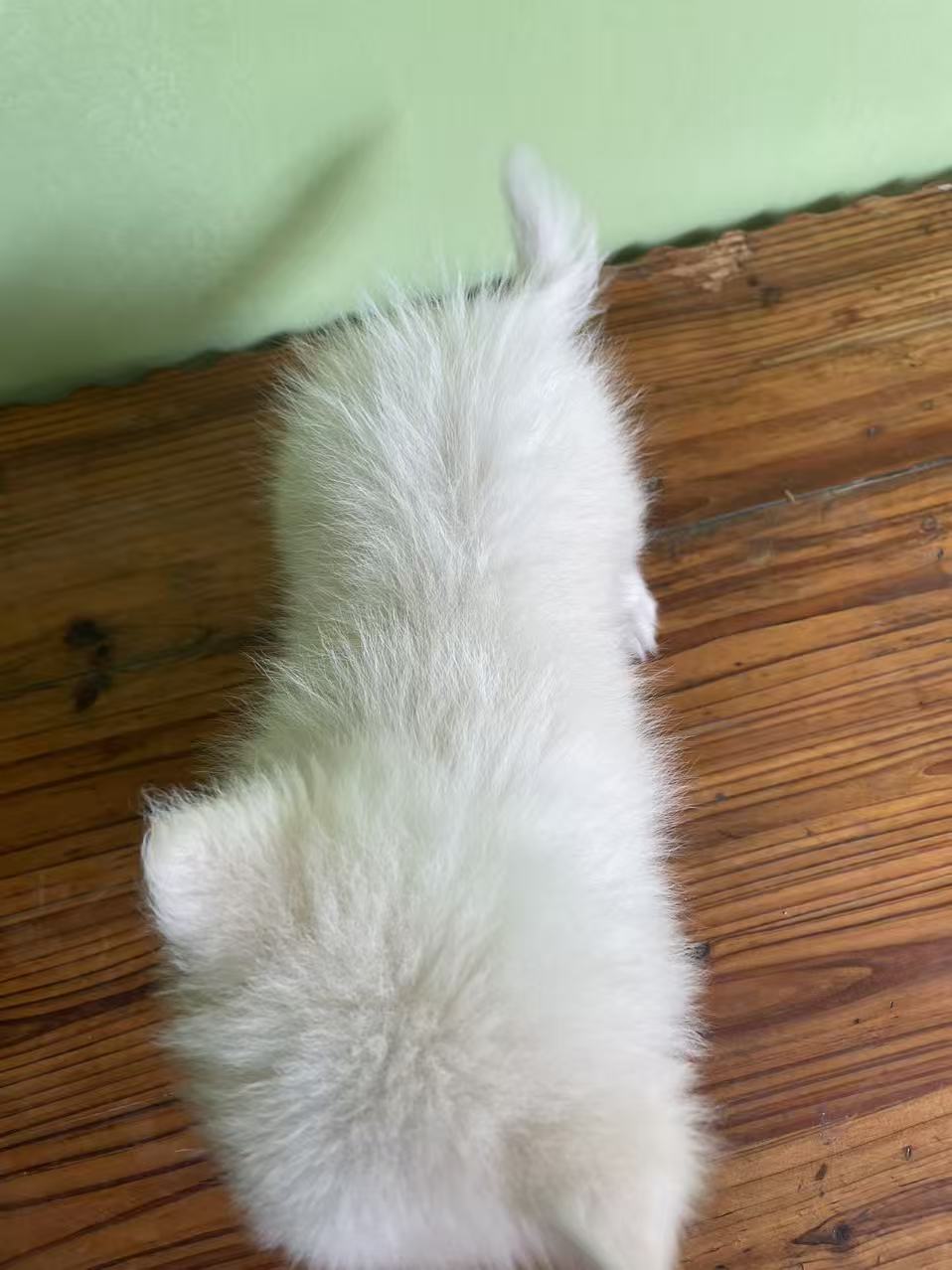 微提球体原生态小博美俩只母的
